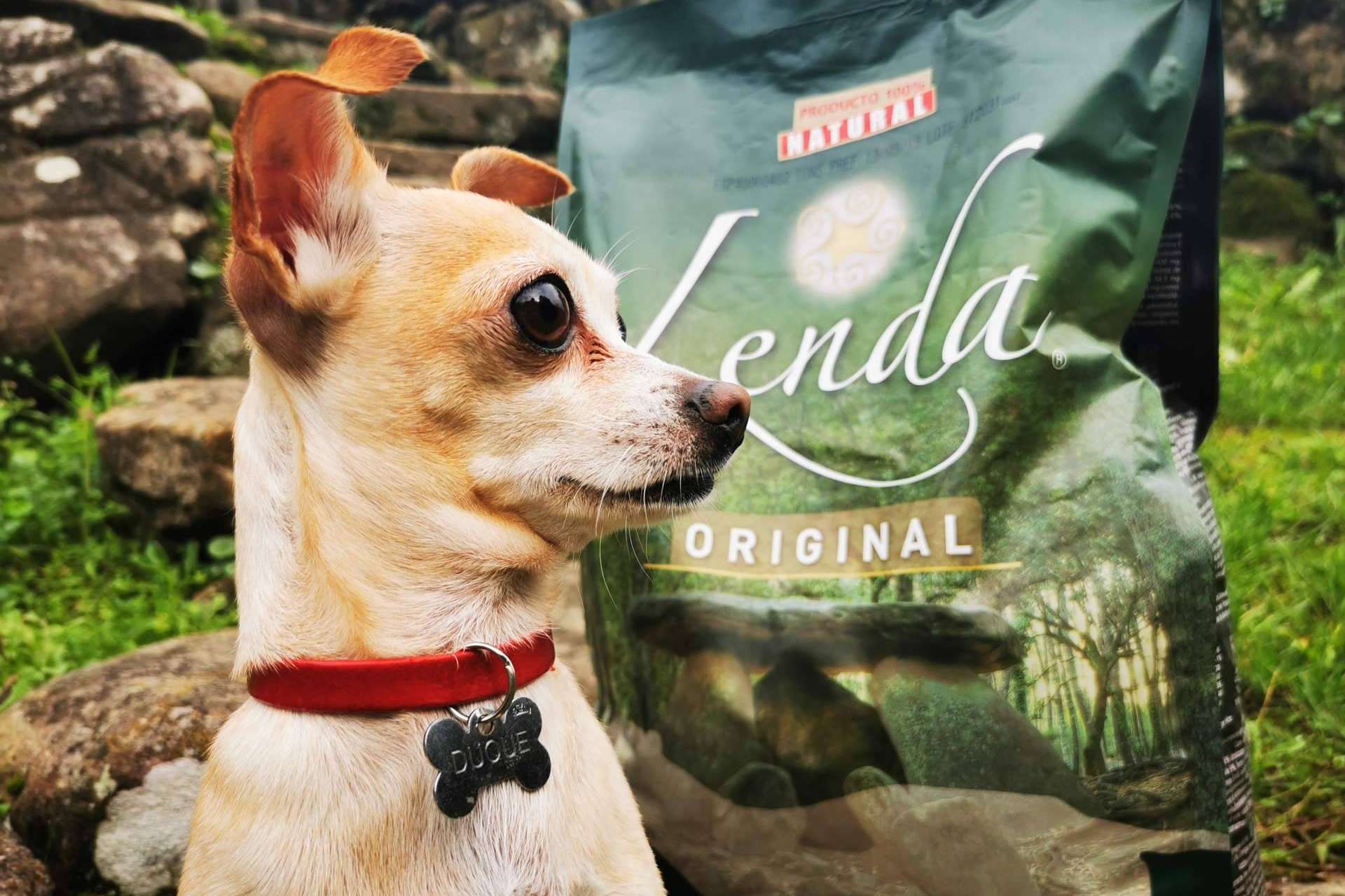 El pienso natural y los beneficios que aporta a los perros