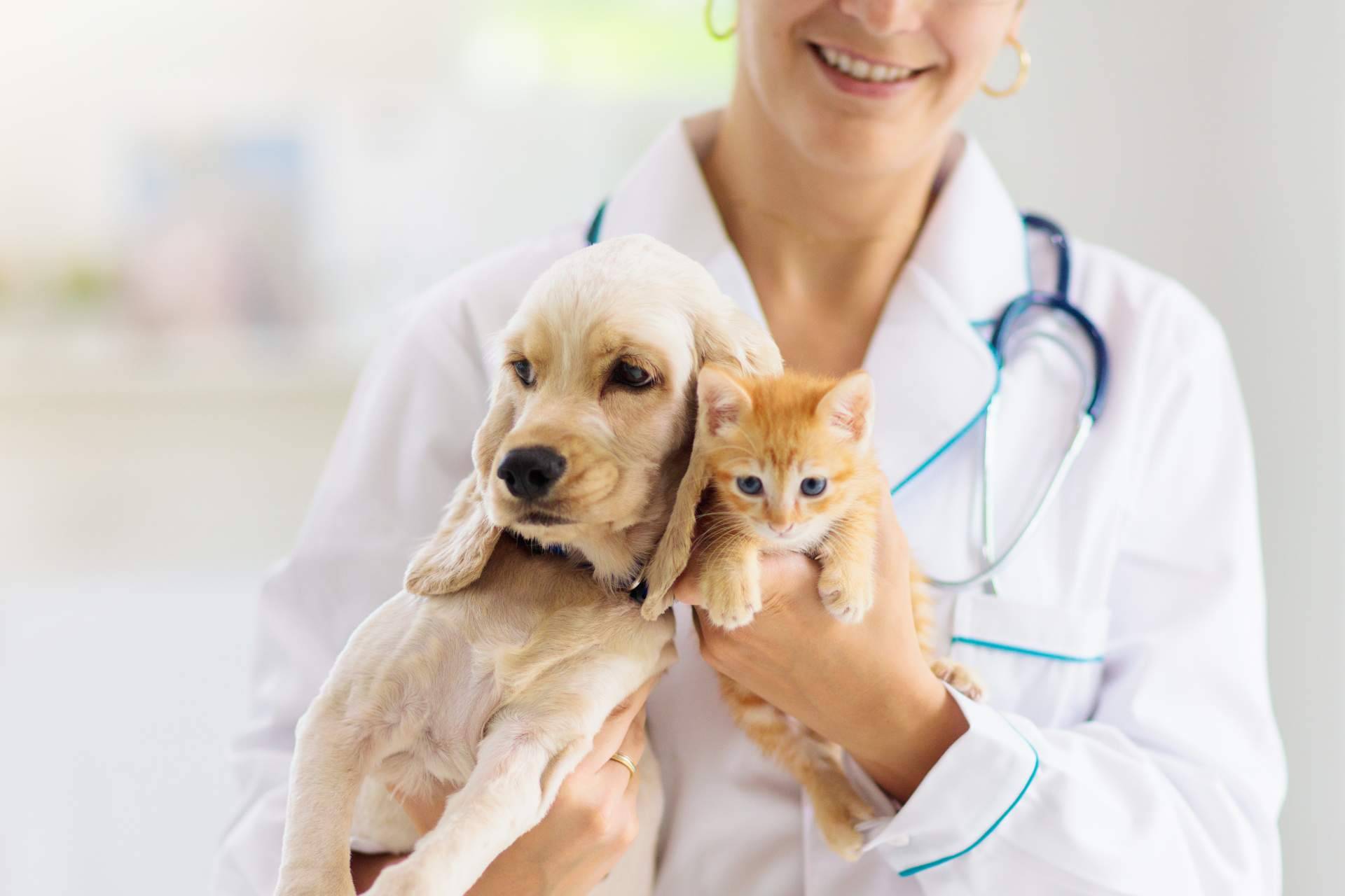 1 Click Vet, el equipo de profesionales veterinarios contrastados