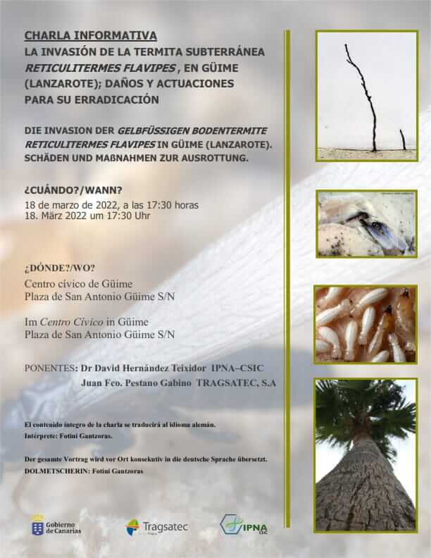 Charla informativa "La invasión de la termita subterránea en Güime, daños y actuaciones para su erradicación
