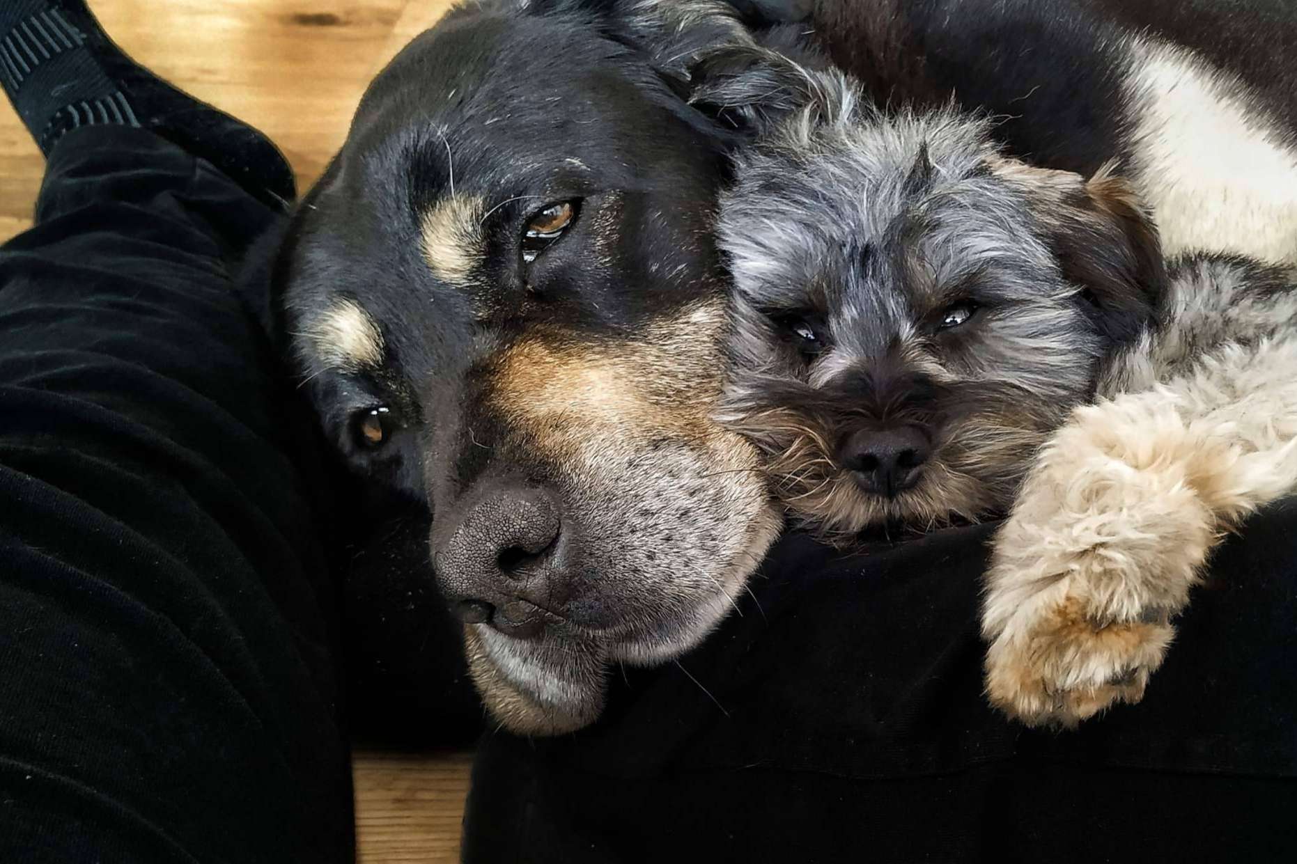 La Asociación Española de Perros de Apoyo fomenta la terapia asistida con perros