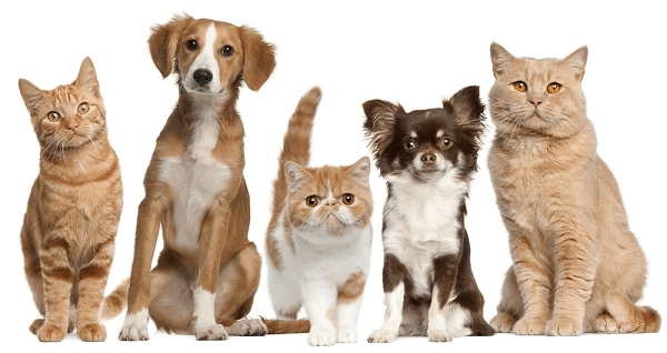 San Bartolomé promueve una campaña de esterilización para perros y gatos y de voluntariado para CES