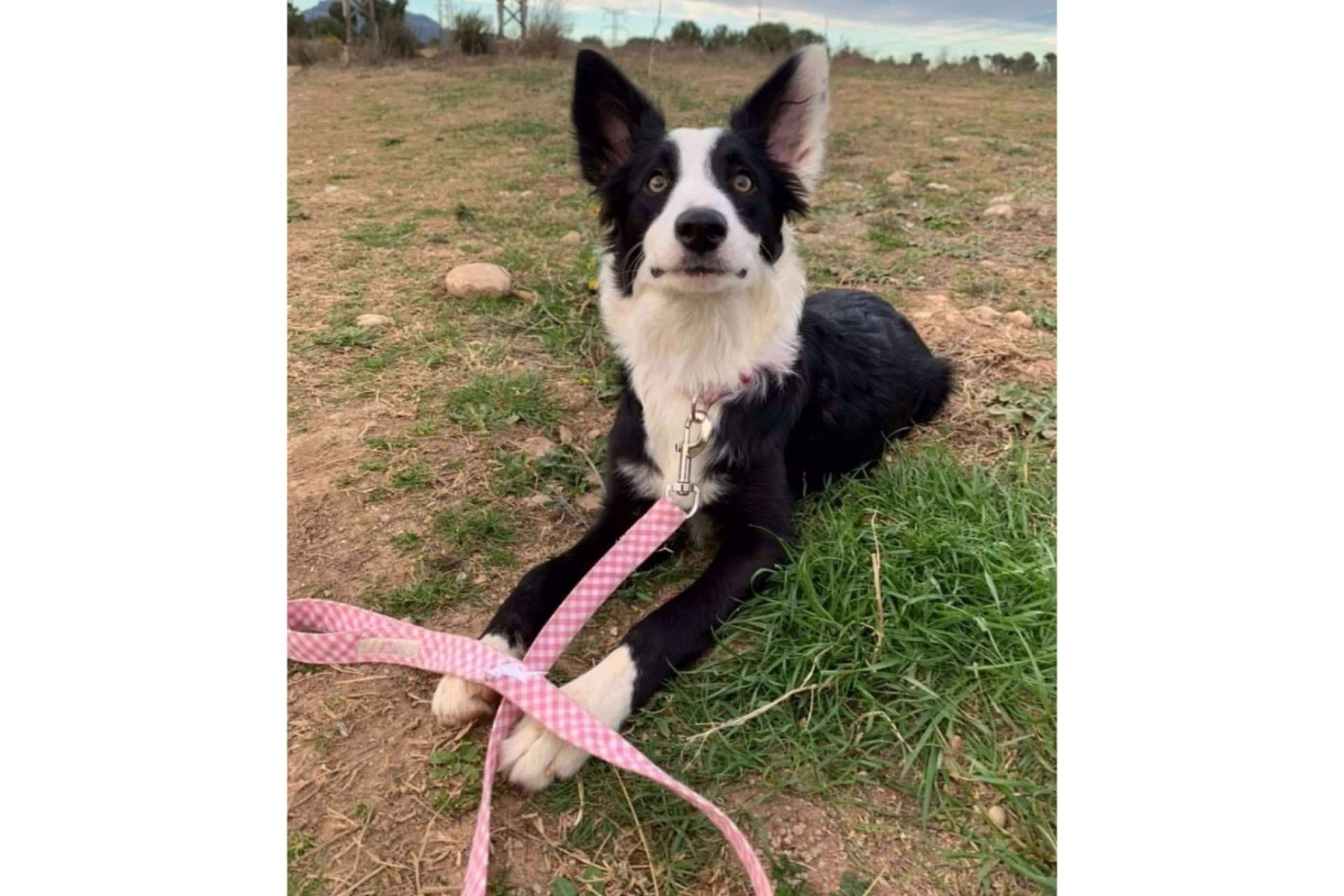 La nueva tendencia de los complementos para mascotas de la mano de Izaladog