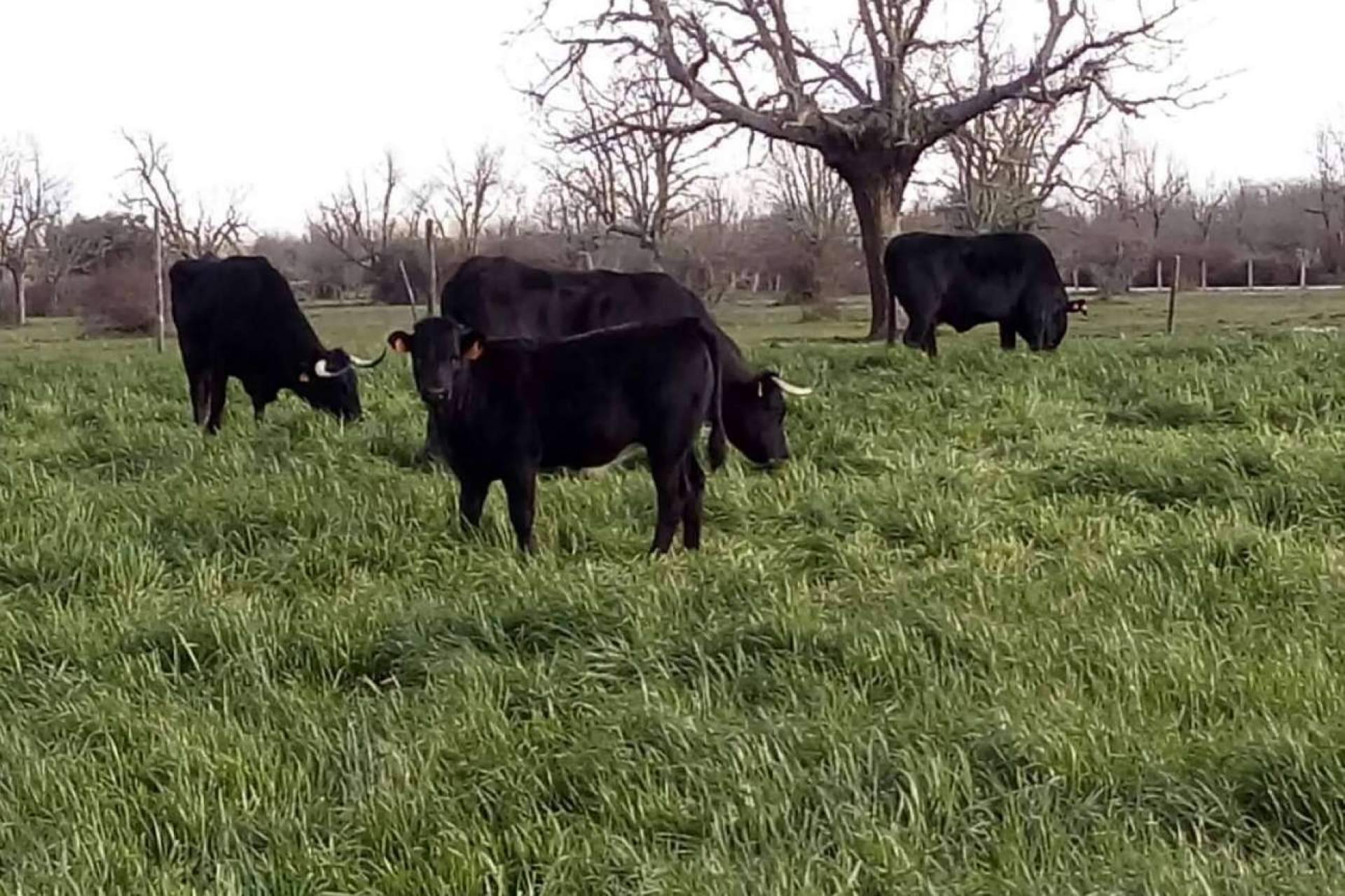 Ternera del Bajo Tormes produce y comercializa carne de ternera ecológica