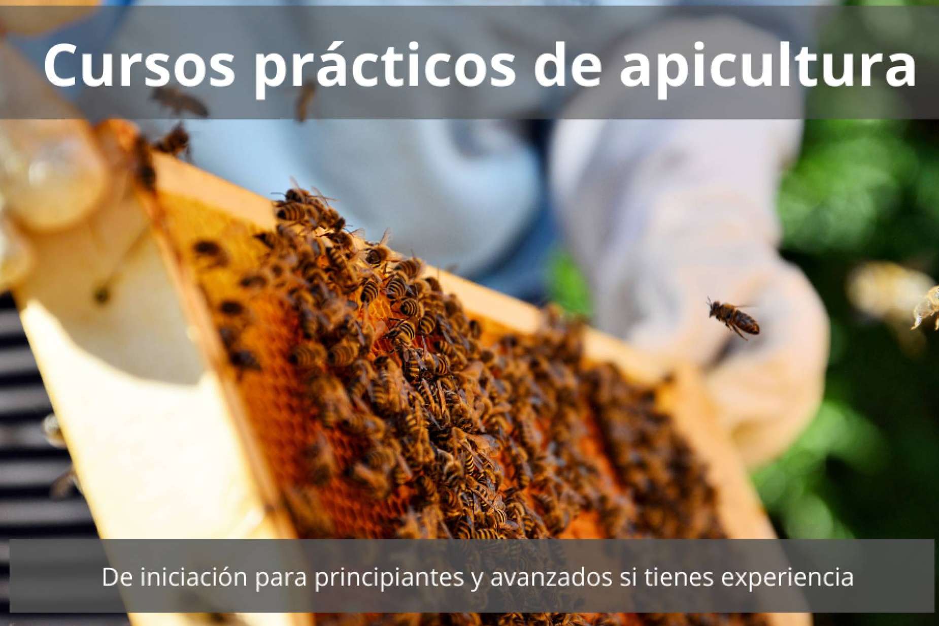 Descubrir la apicultura como pasatiempo y oportunidad de emprendimiento