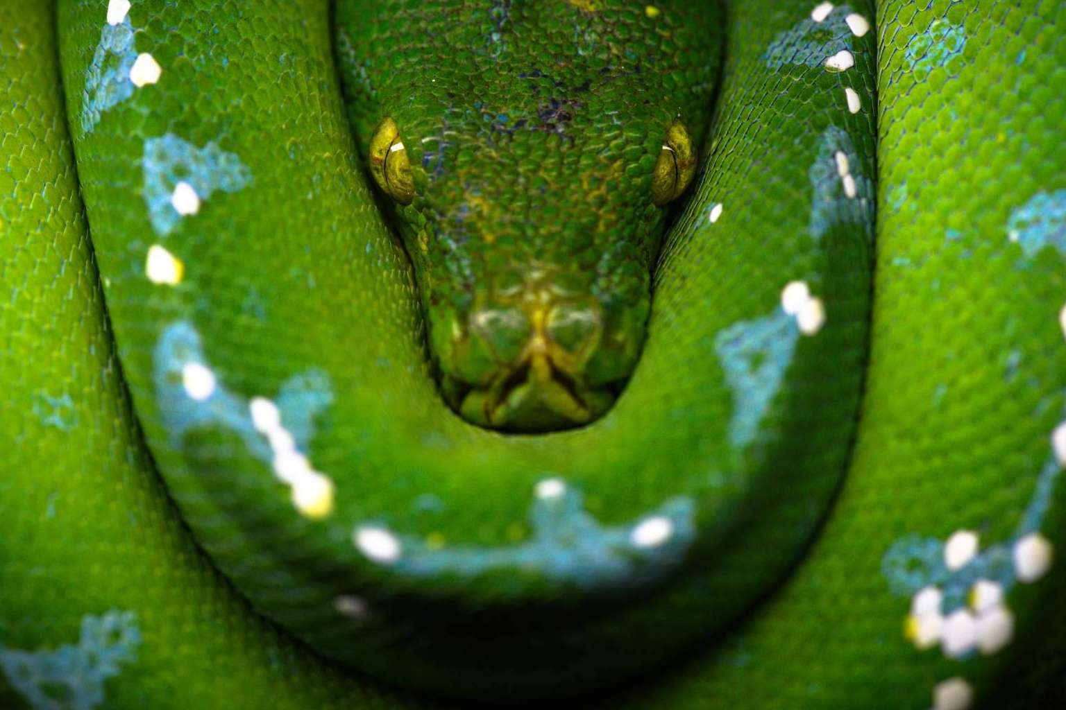 SnakeRoom, el Centro Divulgativo que permite experimentar la interacción con reptiles como serpientes